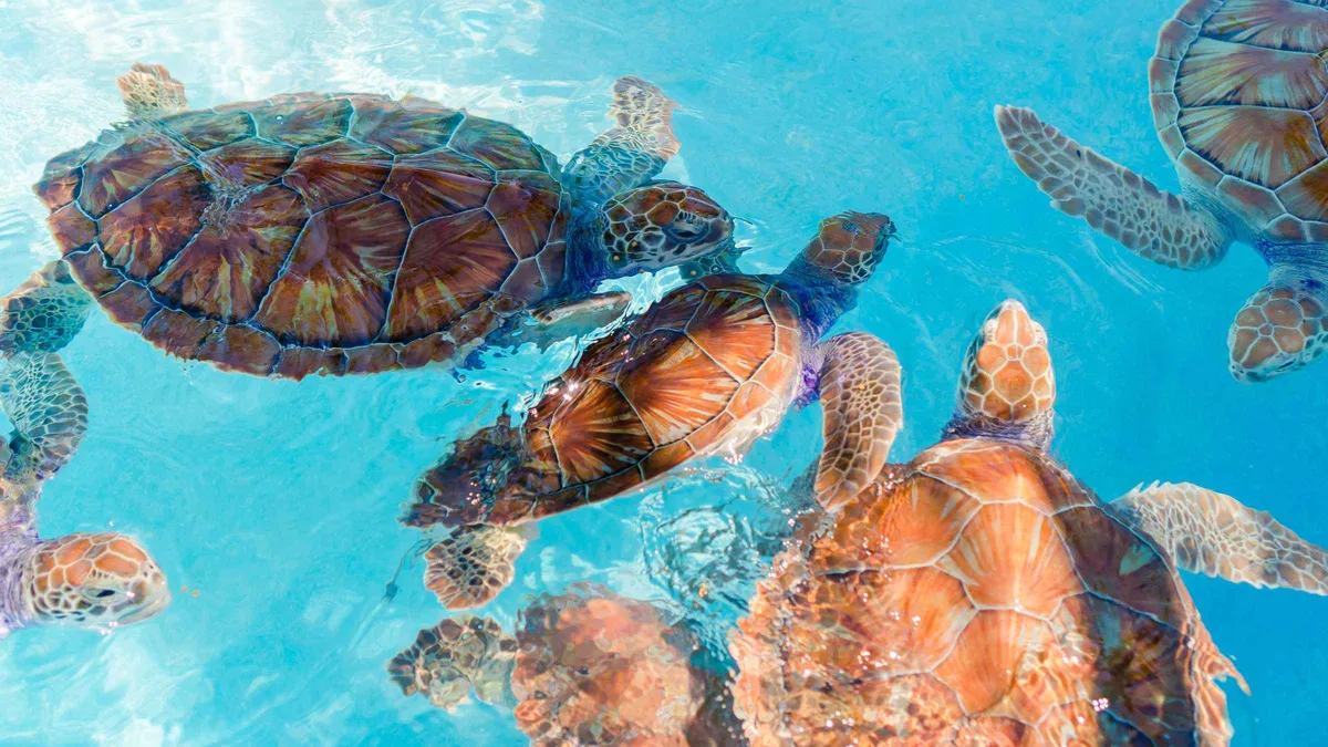 Green turtle grazing on seagrass beside a snorkeller at Akumal Bay, Tulum Mexico